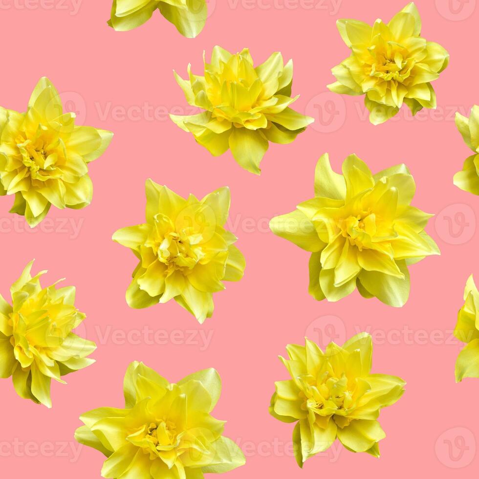 Seamless pattern with flowers of yellow daffodils on pink background. photo