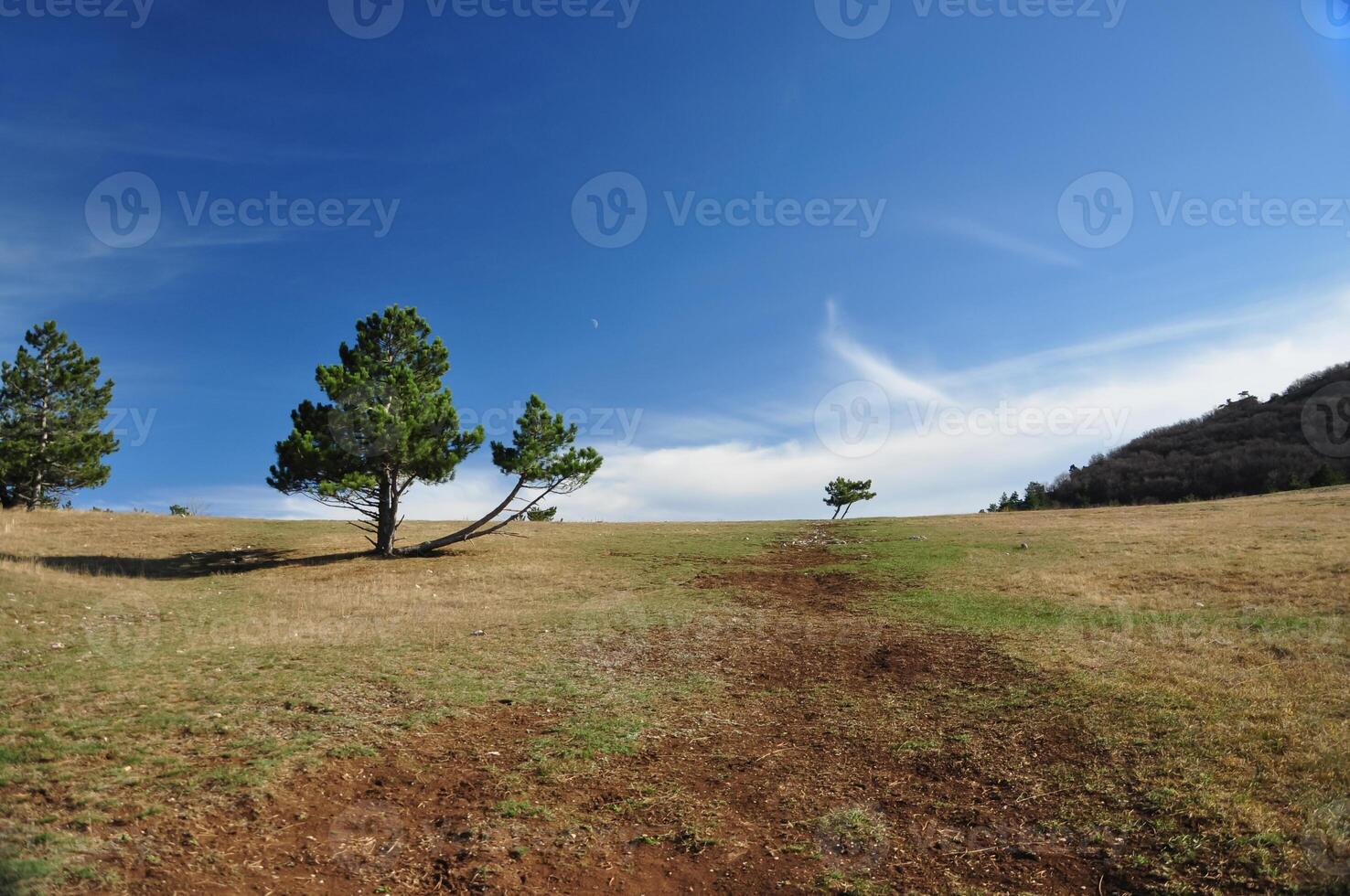 Landscape in the mountains. Pine trees, blue sky and desert fields. photo