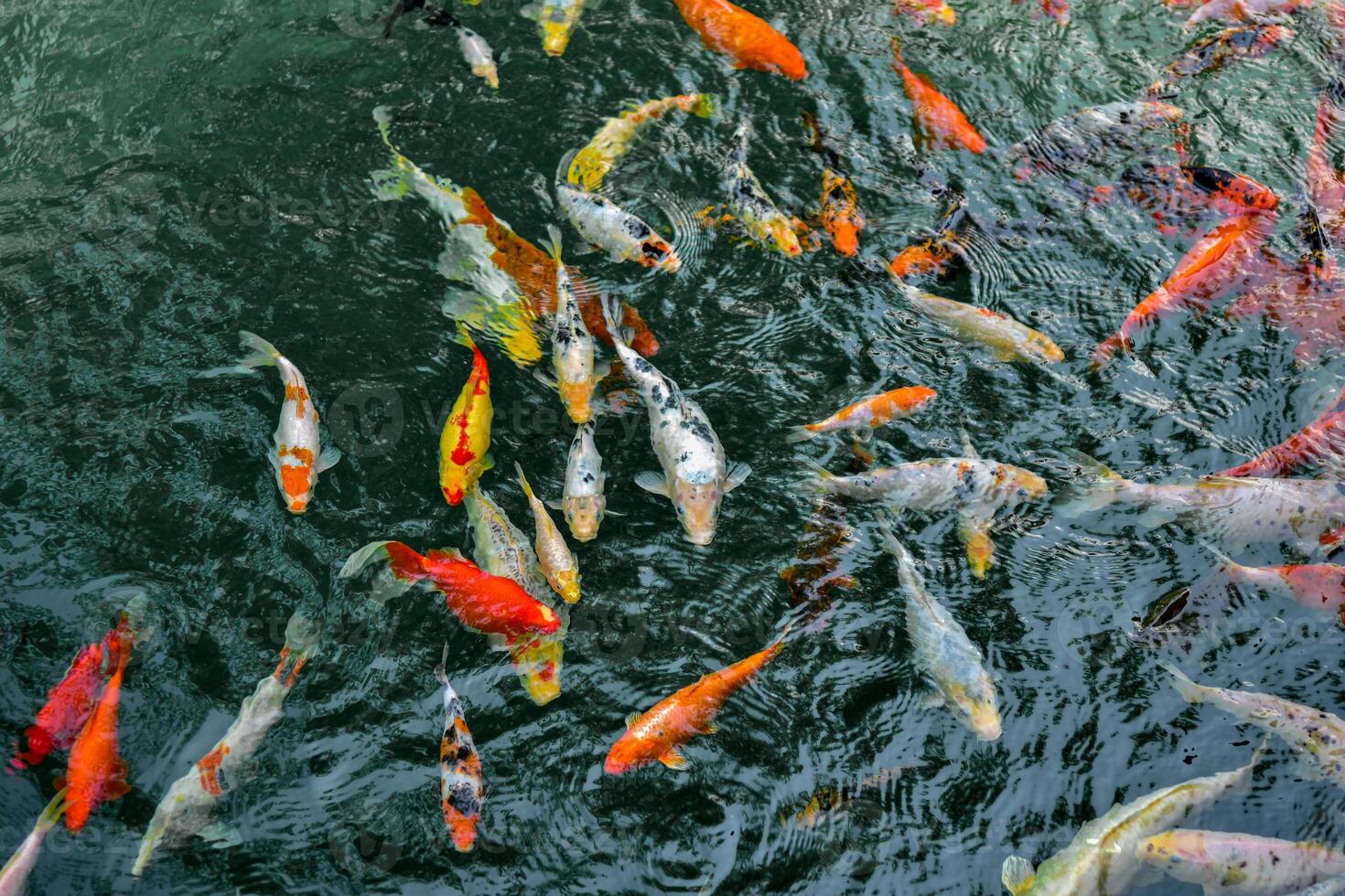 antecedentes con koi carpas en un estanque en un soleado día. foto