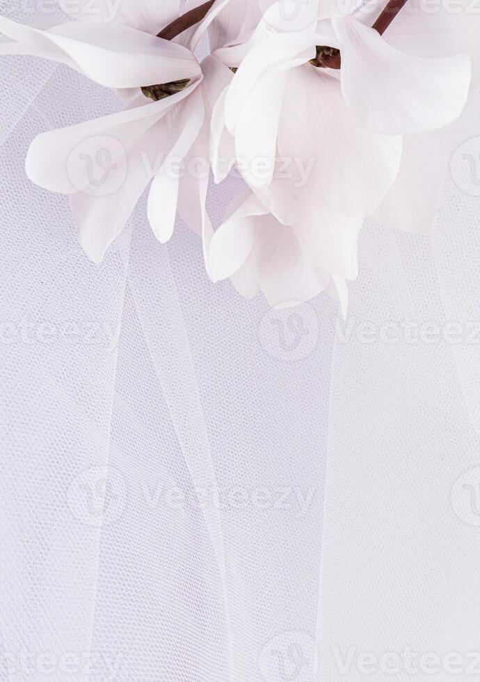 Stylish wedding background of white classic bridal veil and snow-white spring flowers. Vertical view. A copy space. invitation. postcard. layout. photo