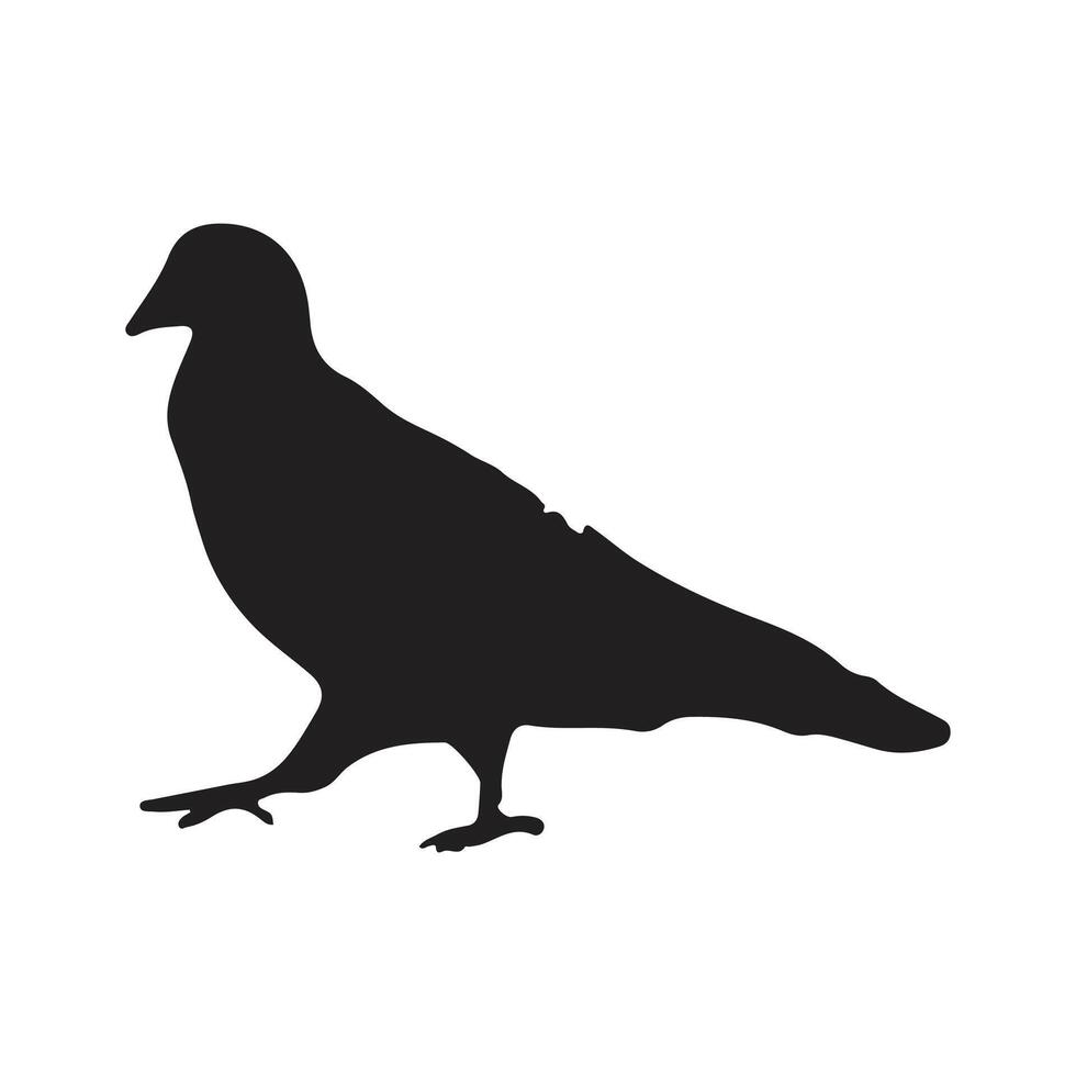 Pigeon silhouette, Vector illustration, white background.