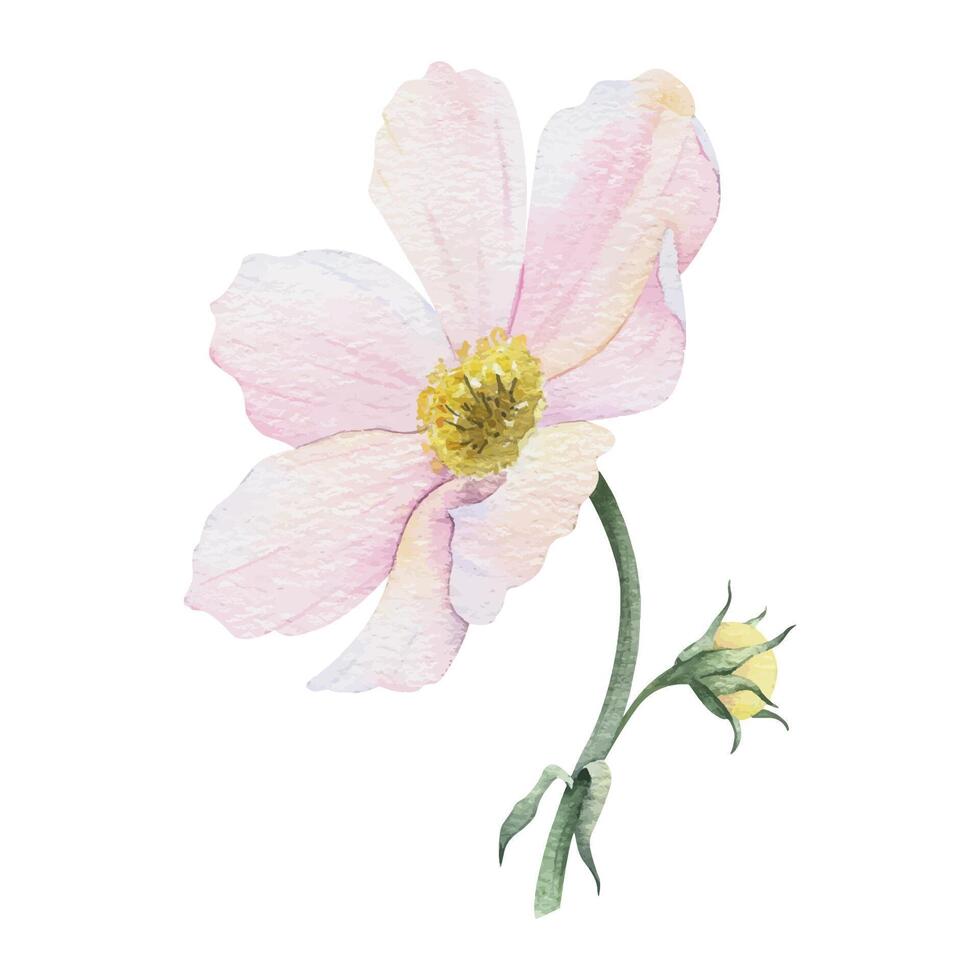 Pink and white Cosmea flower. Cosmos bipinnatus. Isolated hand drawn watercolor illustration of Mexican aster. Summer floral design for wedding invitations, cards, textiles, wrapping paper vector