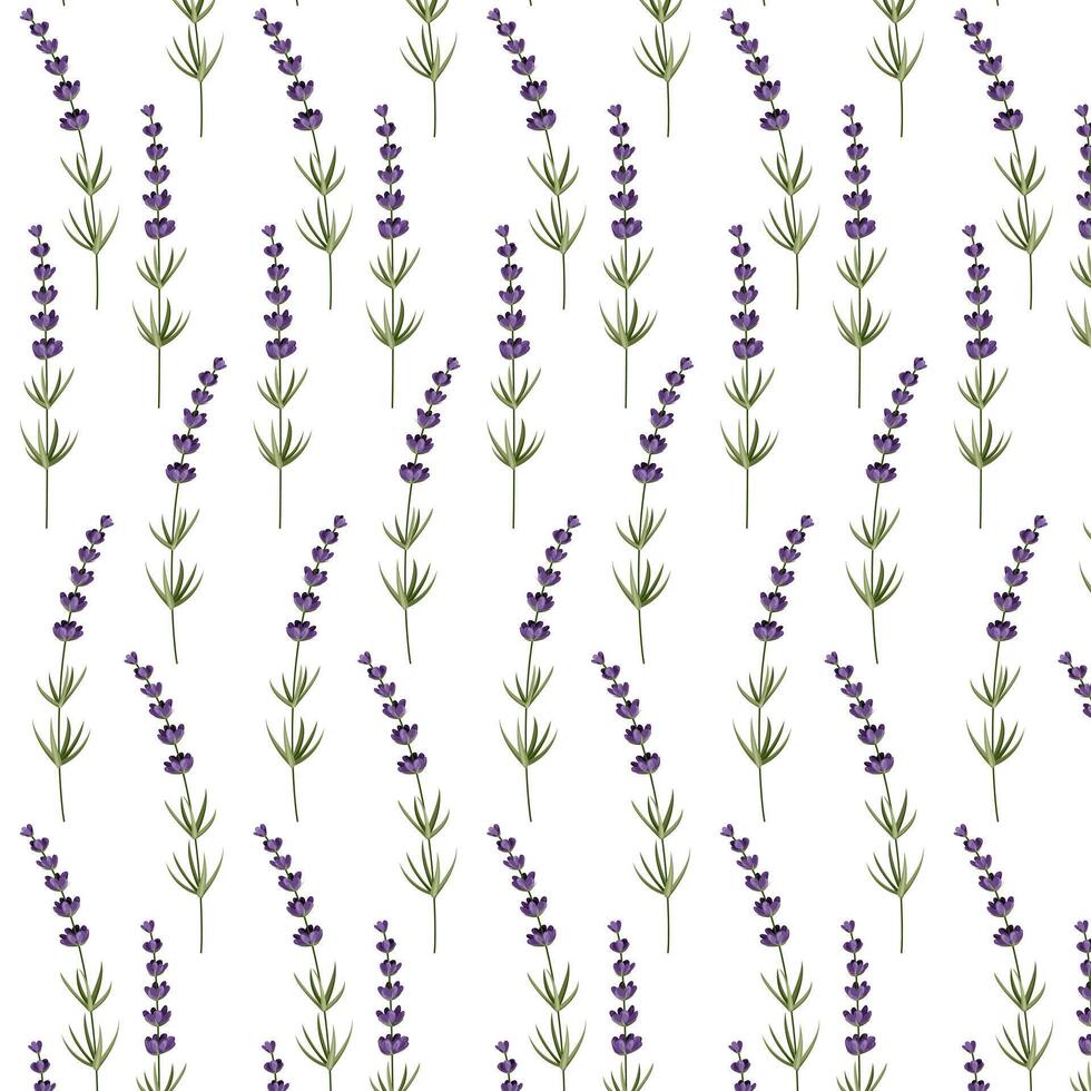 Seamless pattern of branches of lavender. For design cards, banners and patterns.Vector illustration vector