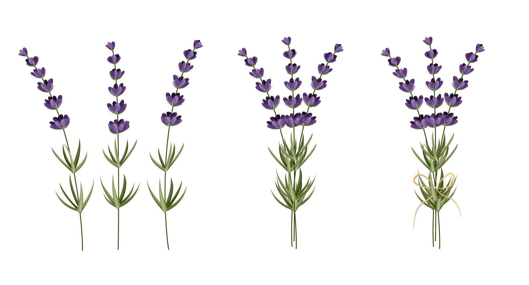 conjunto de flores, ramas y hojas de lavanda. para diseño tarjetas, pancartas y patrones.vector ilustración vector