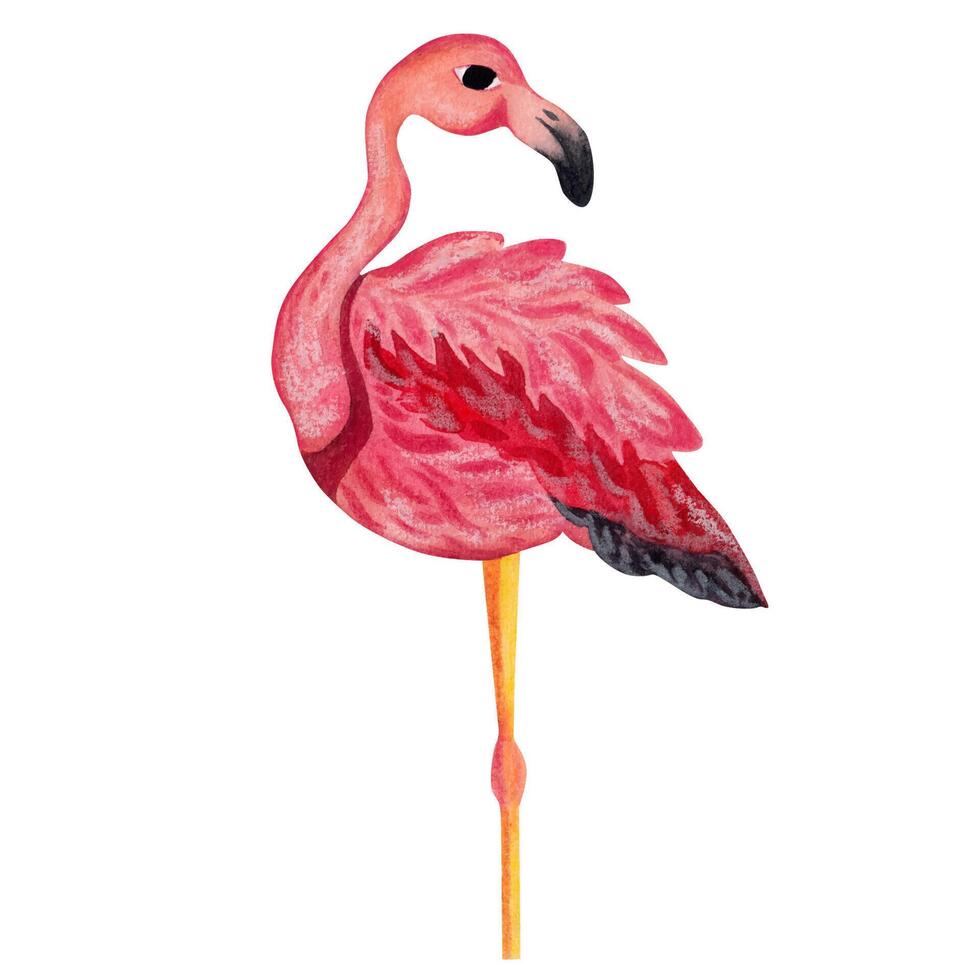 Pink flamingo. Watercolor illustration. Isolated element vector