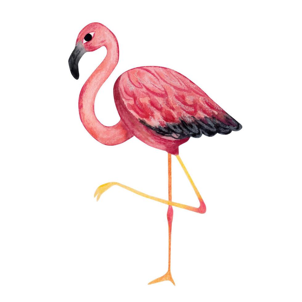 Pink flamingo. Watercolor illustration. Isolated element vector