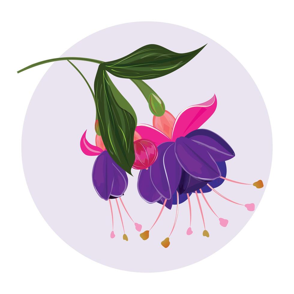 Beautiful Purple Blooms. Fuchsia flower with leaves vector