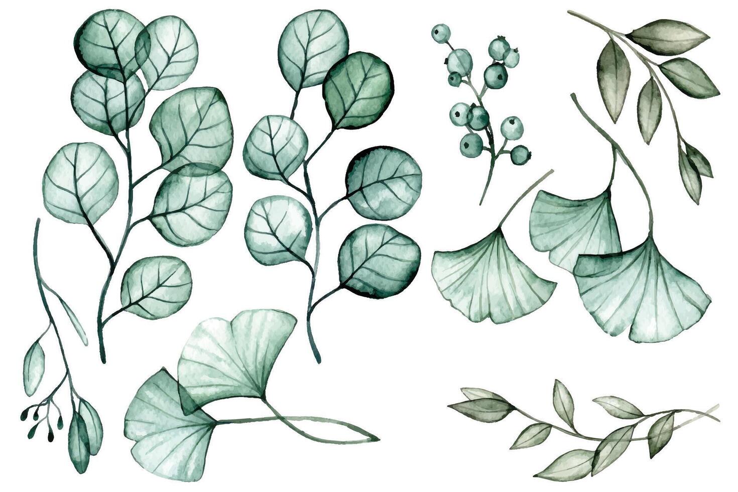 watercolor drawing. set of transparent eucalyptus and ginkgo leaves. x-ray vector
