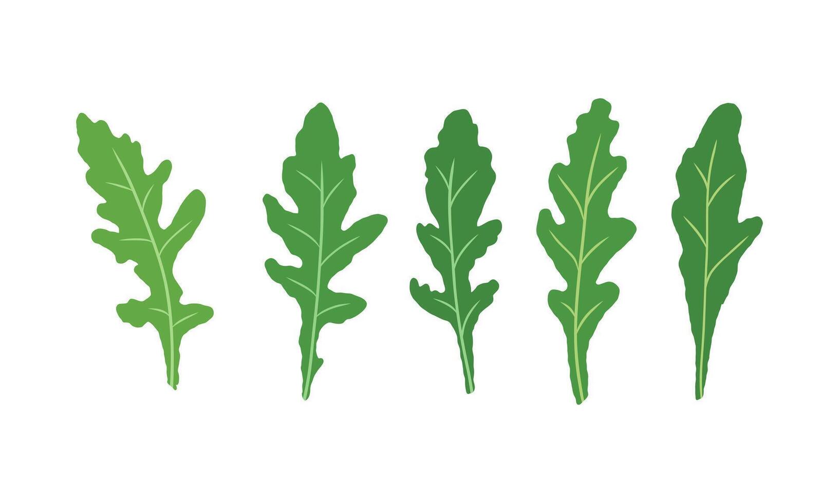 Set of leaves arugula. Vector painted. Illustration superfood on white background. Fresh green leaves in cartoon flat style. For menu, card, pattern, design