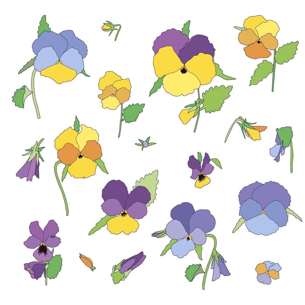 Vector set of hand drawn spring bright colorful pansies flowers with leaves and stems