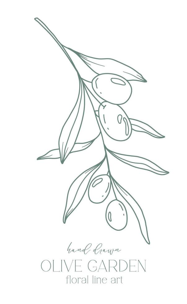 Olive branch on white background vector illustration. Olives Line Drawing. Black and white Olive Branches. Floral Line Art. Fine Line Olives illustration. Hand Drawn Olive. Wedding invitation greenery