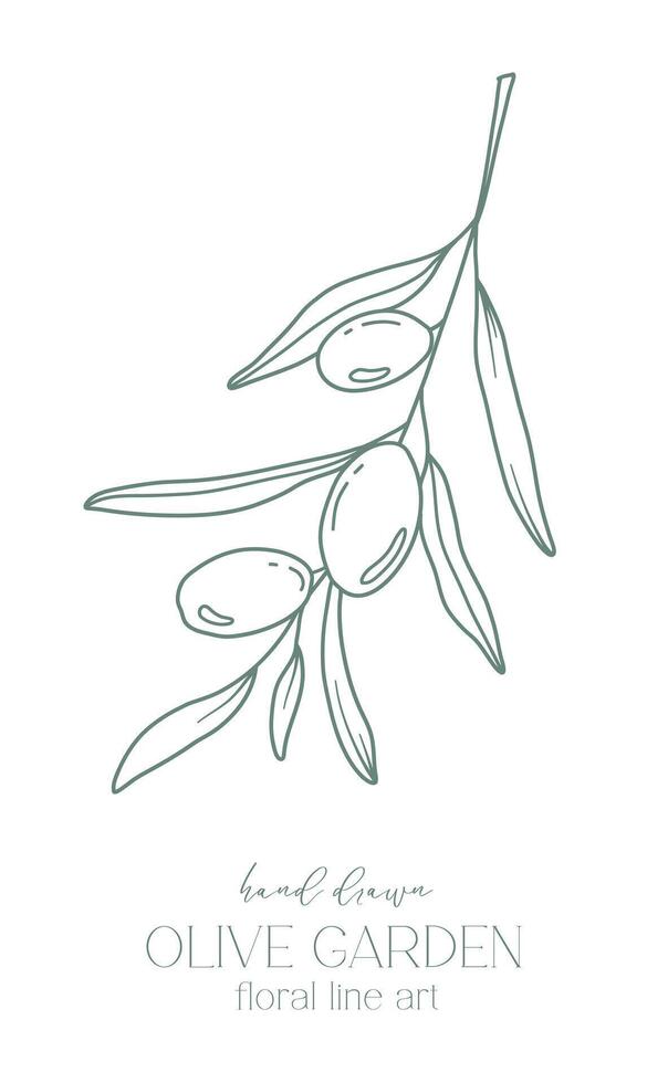 Olive branch on white background vector illustration. Olives Line Drawing. Black and white Olive Branches. Floral Line Art. Fine Line Olives illustration. Hand Drawn Olive. Wedding invitation greenery