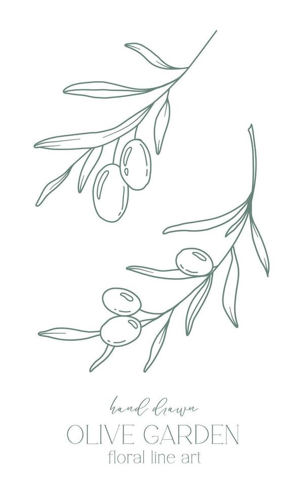 Olive branch on white background vector illustration. Olives Line Drawing. Black and white Olive Branches. Floral Line Art. Fine Line Olives illustration. Hand Drawn Olive. Wedding invitation greenery