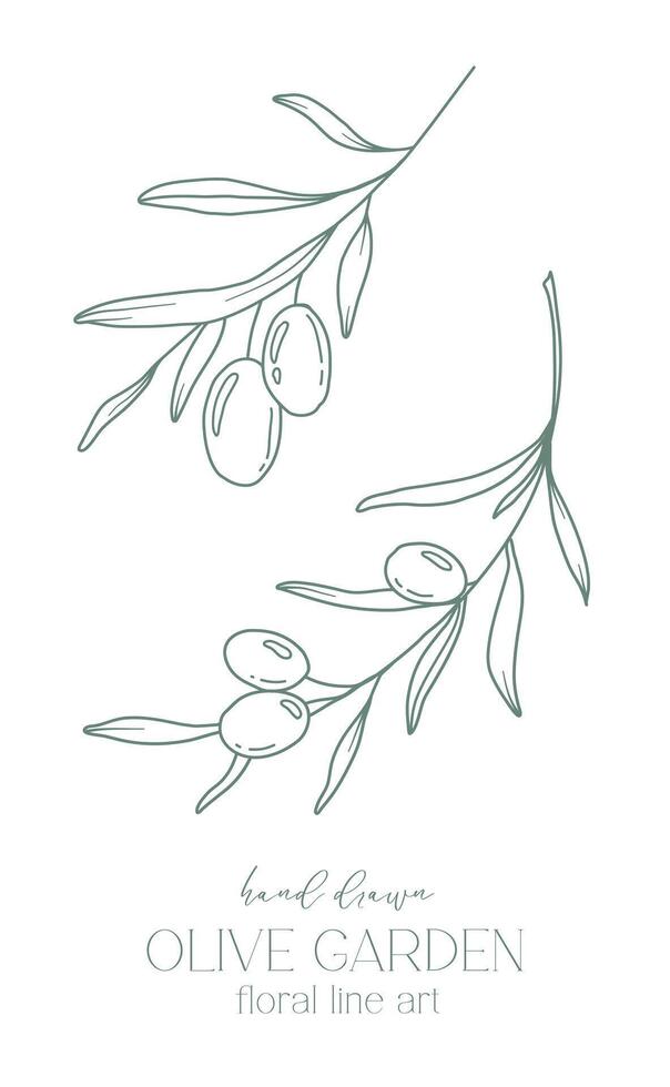 Olive branch on white background vector illustration. Olives Line Drawing. Black and white Olive Branches. Floral Line Art. Fine Line Olives illustration. Hand Drawn Olive. Wedding invitation greenery