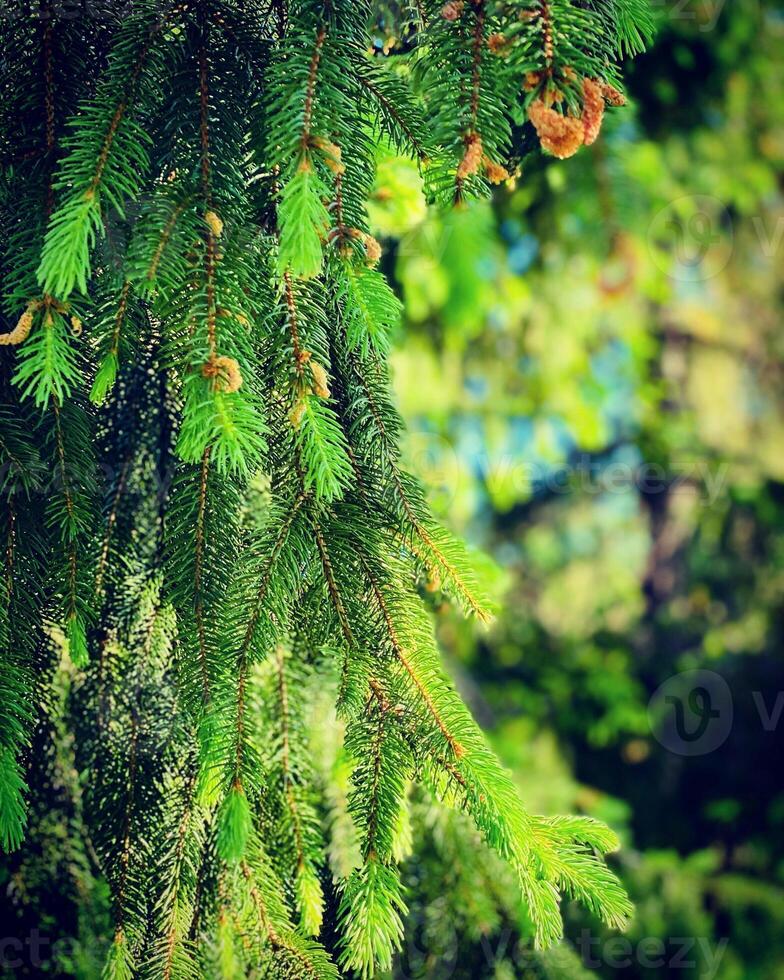 Fir tree branches with cones in the forest. Shallow depth of field photo