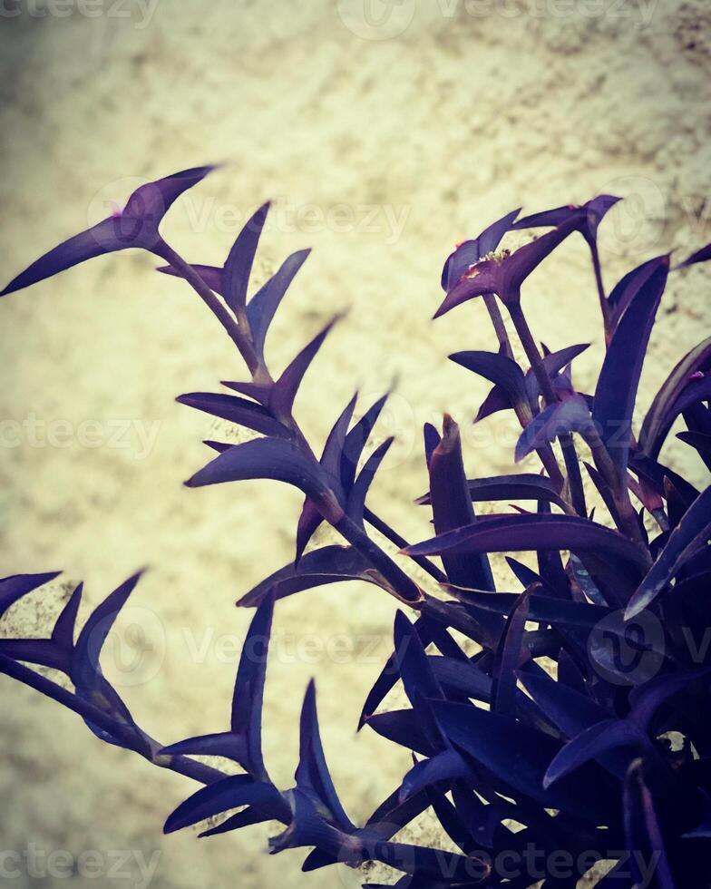 Vintage photo of a plant in the garden with retro filter effect