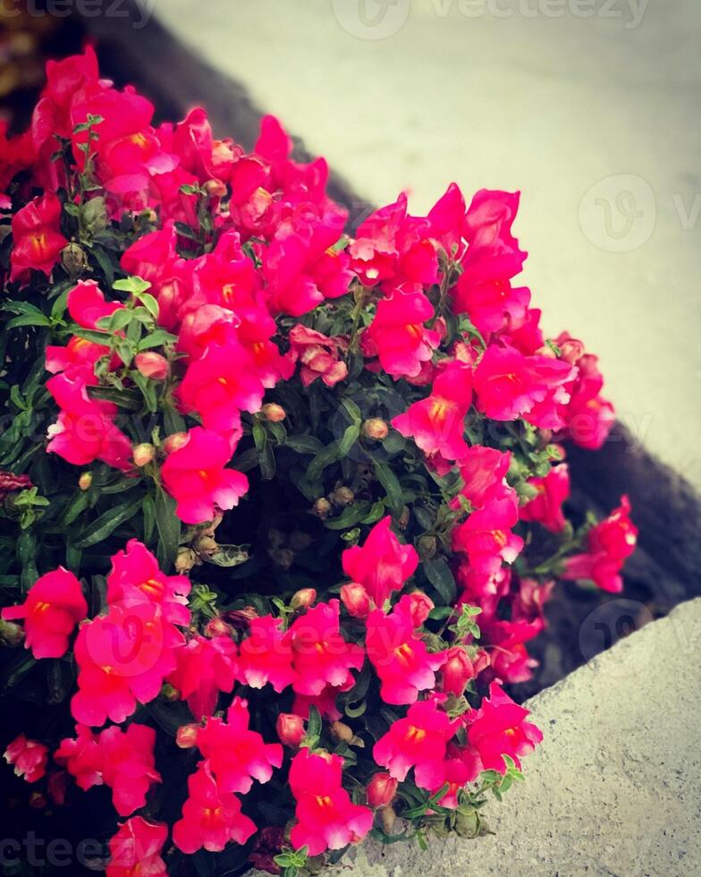 Pink flowers on the branches of a tree in the garden in spring photo