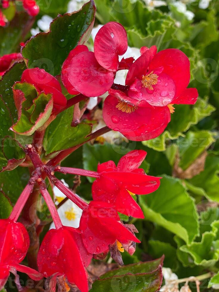 Red begonia begonia evansiana andrews growing in a garden in berrynarbor photo