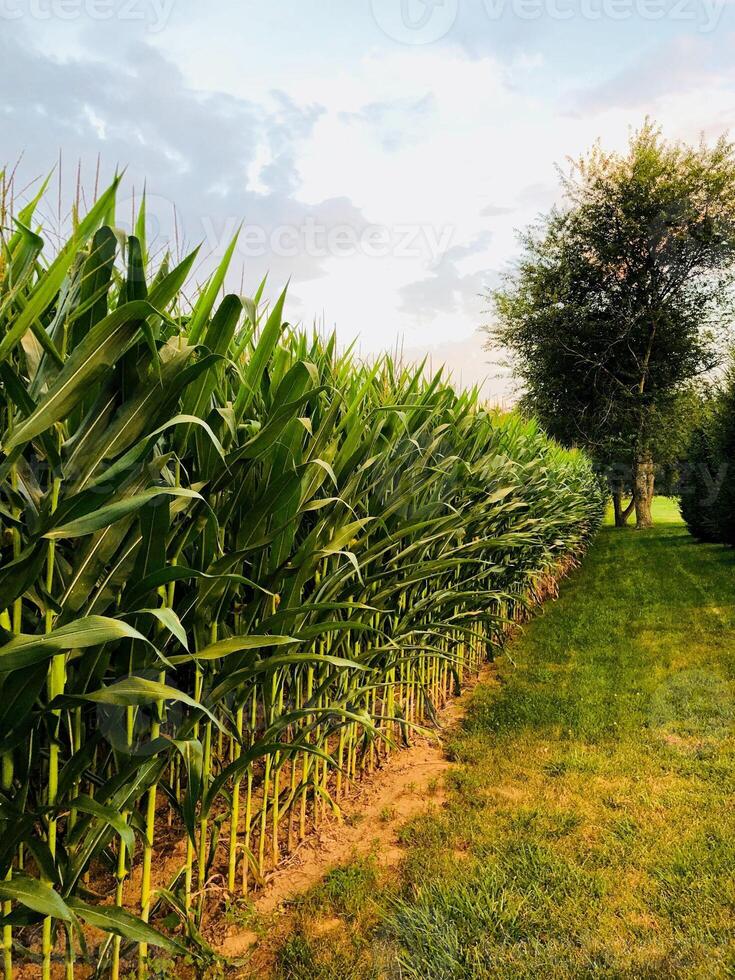 Corn field in the countryside. Corn field in the countryside. Corn field photo