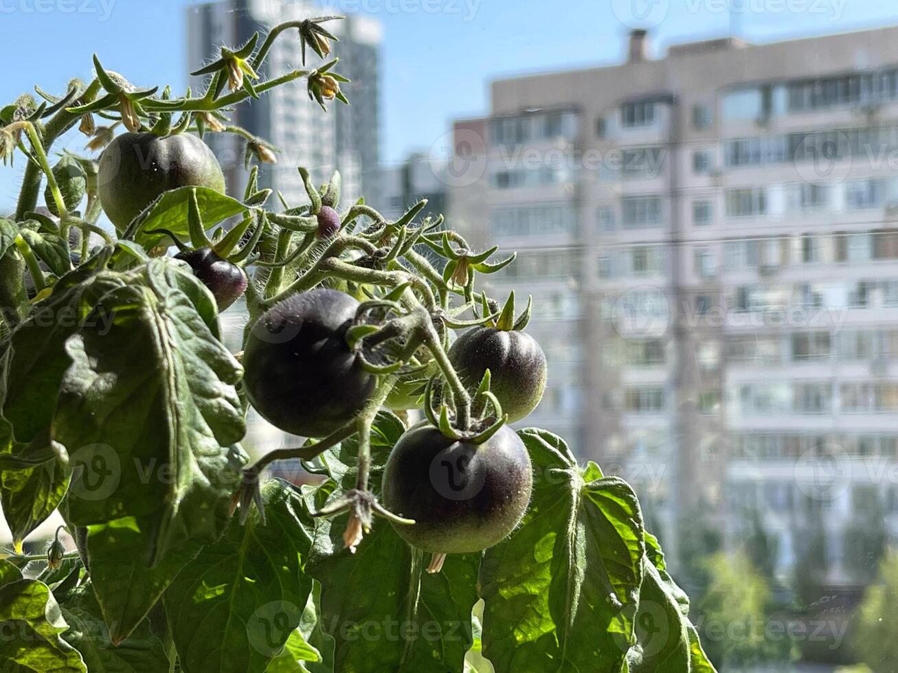 Balcony garden - potted tomatoes on a balcony in a residential apartment building photo