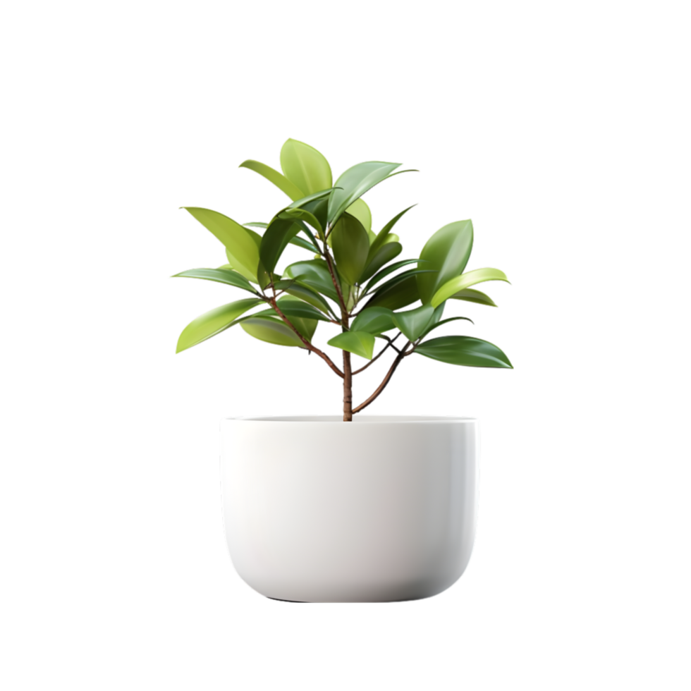 AI generated Ficus in white pot on transparent background png