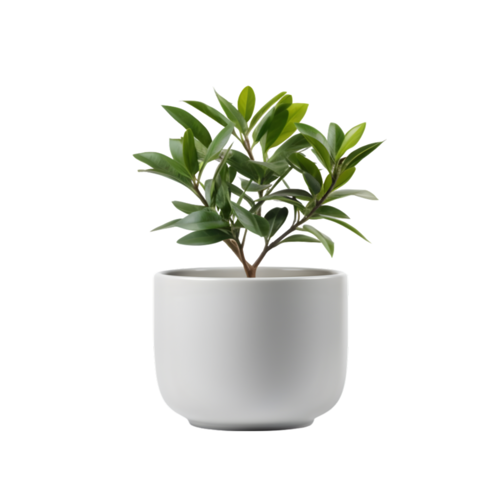 AI generated Ficus in white pot on transparent background png