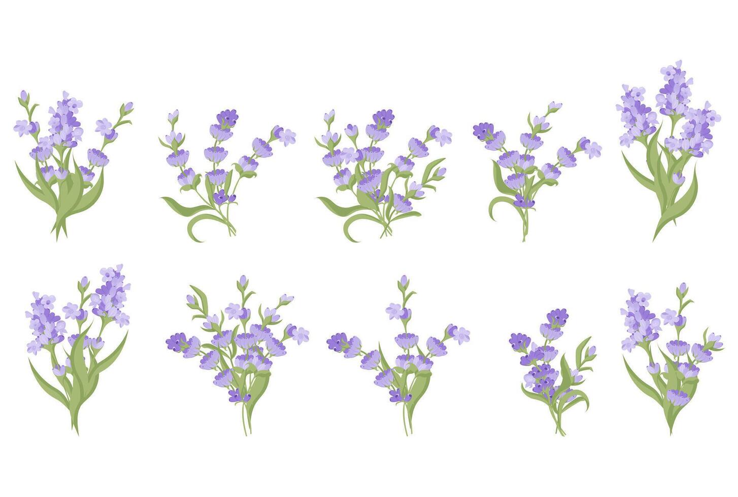 Set of bouquets of lavender flowers. Vector illustration isolated on white background.