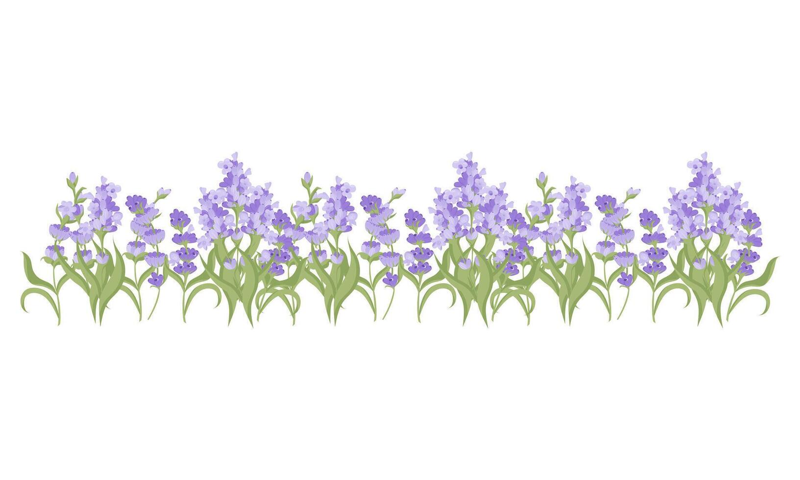 Decorative border of lavender flowers for your design. Vector illustration isolated on white background.