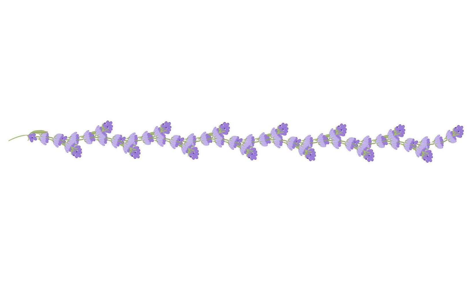 Decorative border of lavender flowers for your design. Vector illustration isolated on white background.