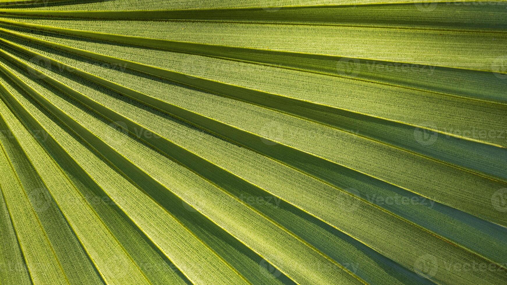 Close-up of the textured background of large, bright green, backlit palm leaves. photo