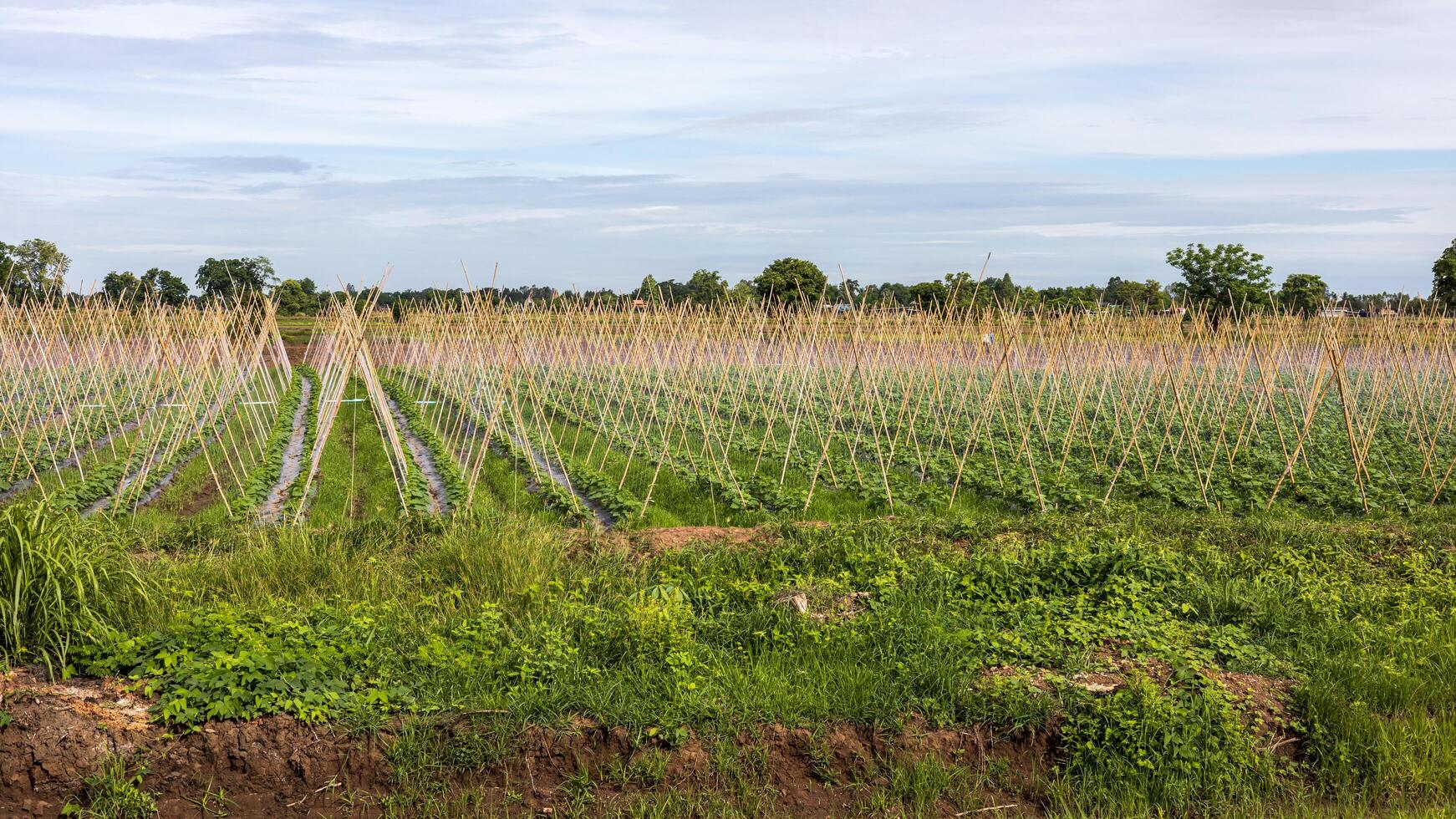 panorámico ver de un Pepino plantación lleno con bambú palos foto