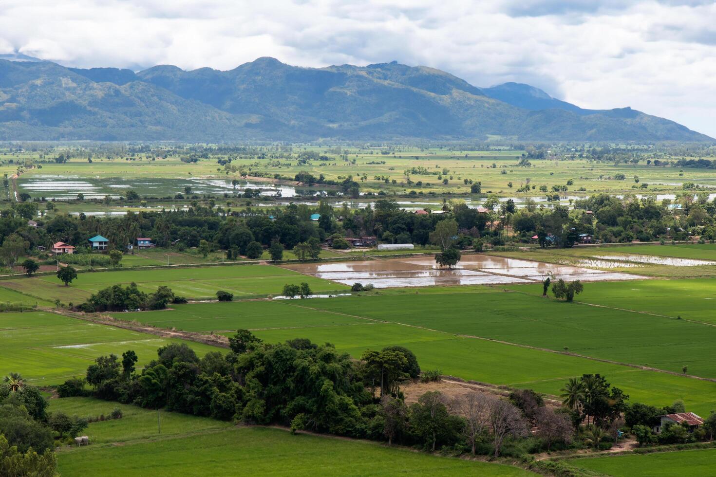 A high view view in the agricultural area, green rice fields. photo
