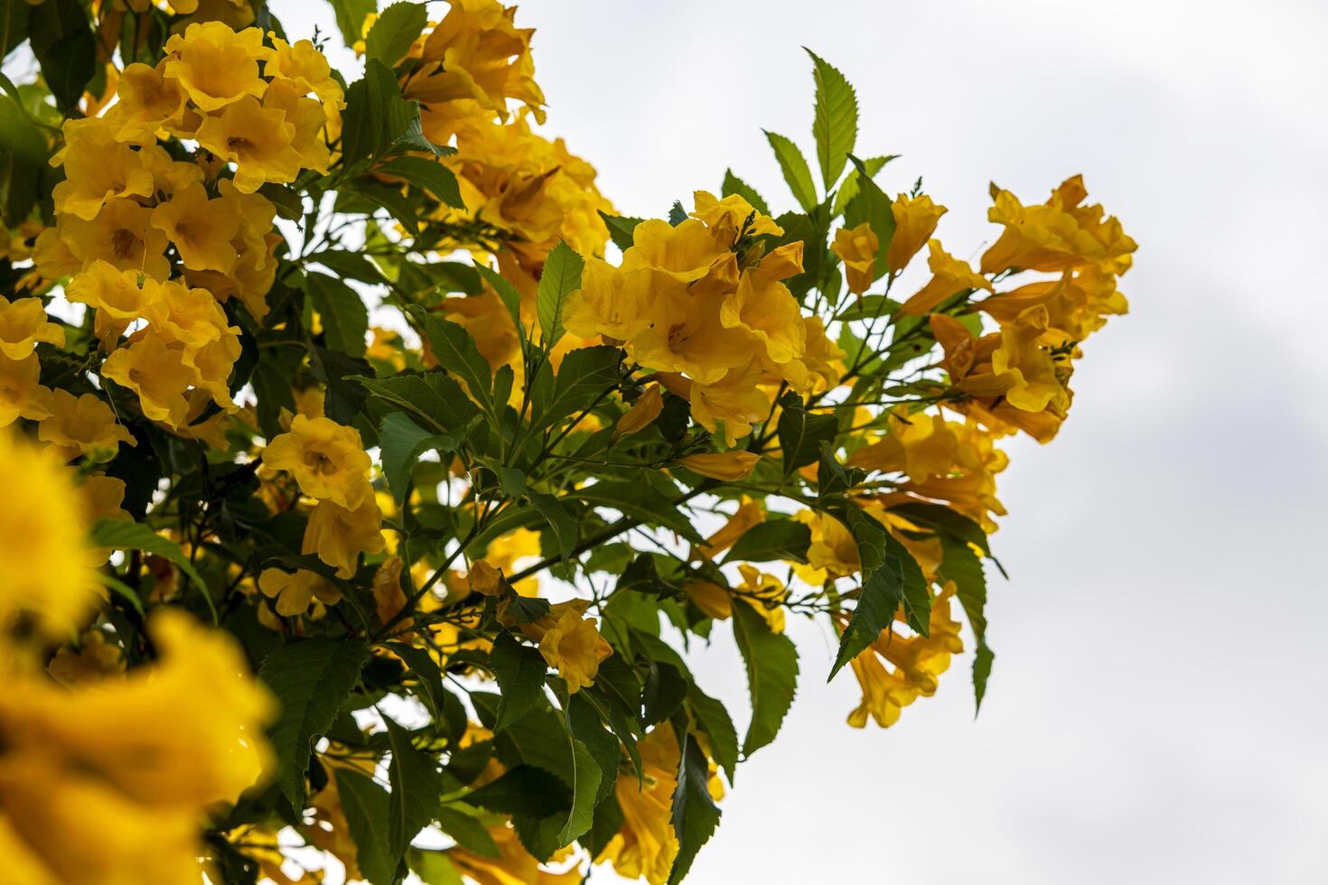 A close-up view of many yellow flowers resembling datura flowers blooming beautifully. photo
