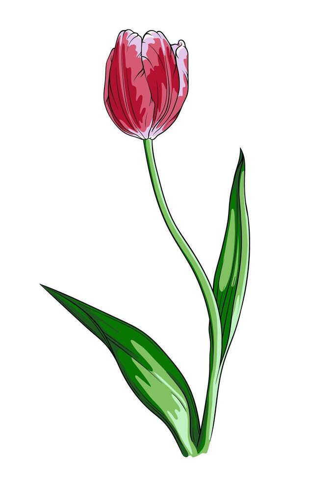 romántico rosado tulipán, elegante flor en un transparente antecedentes. primavera flores concepto. vector botánico imagen para tarjeta postal diseño, embalaje, logo