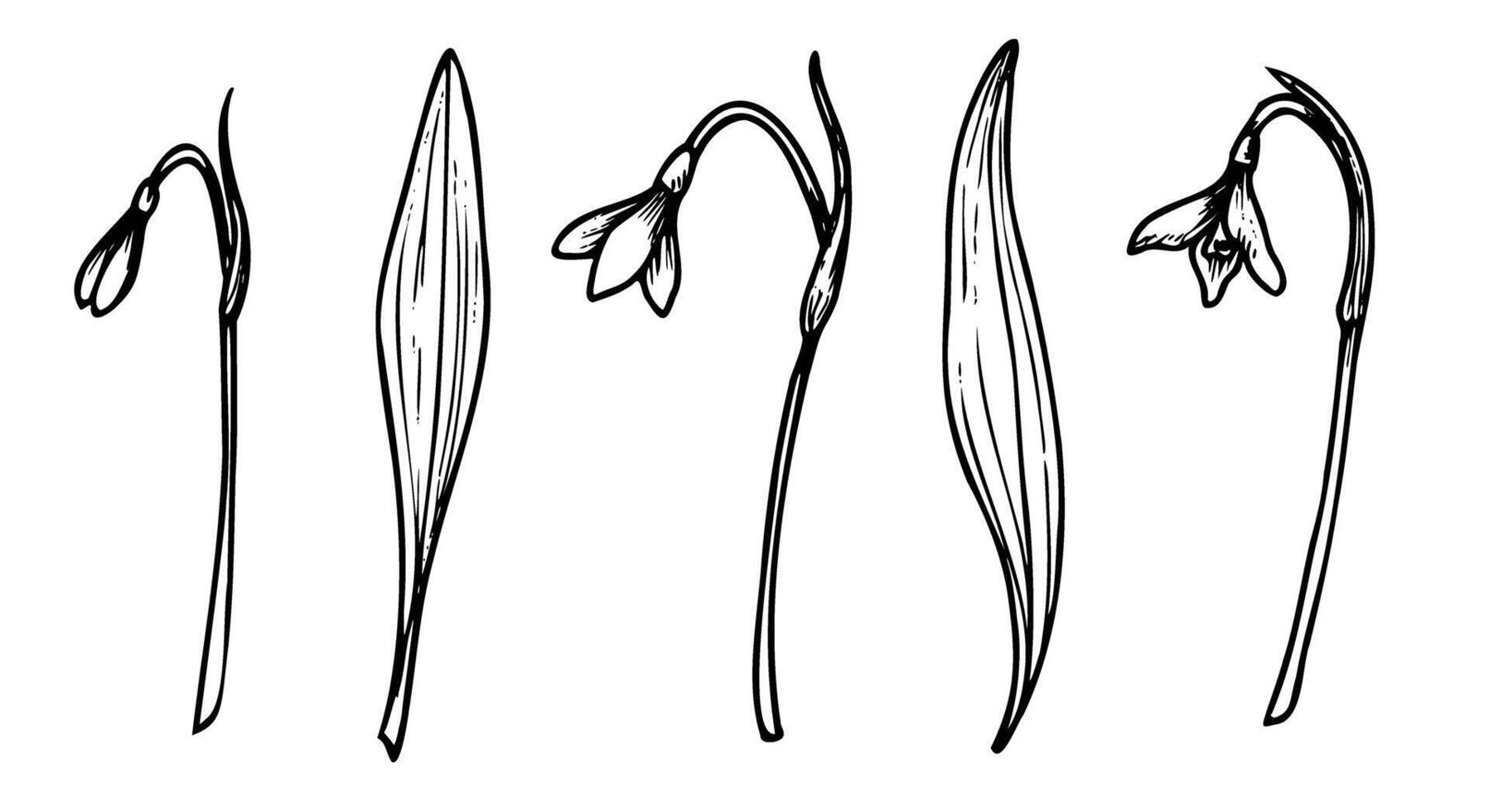 Snowdrops vector illustration. Spring blooming flowers. Linear drawing painted by black inks on isolated background. Floral set of plants in outline style. Botanical bundle with herbs and leaves.