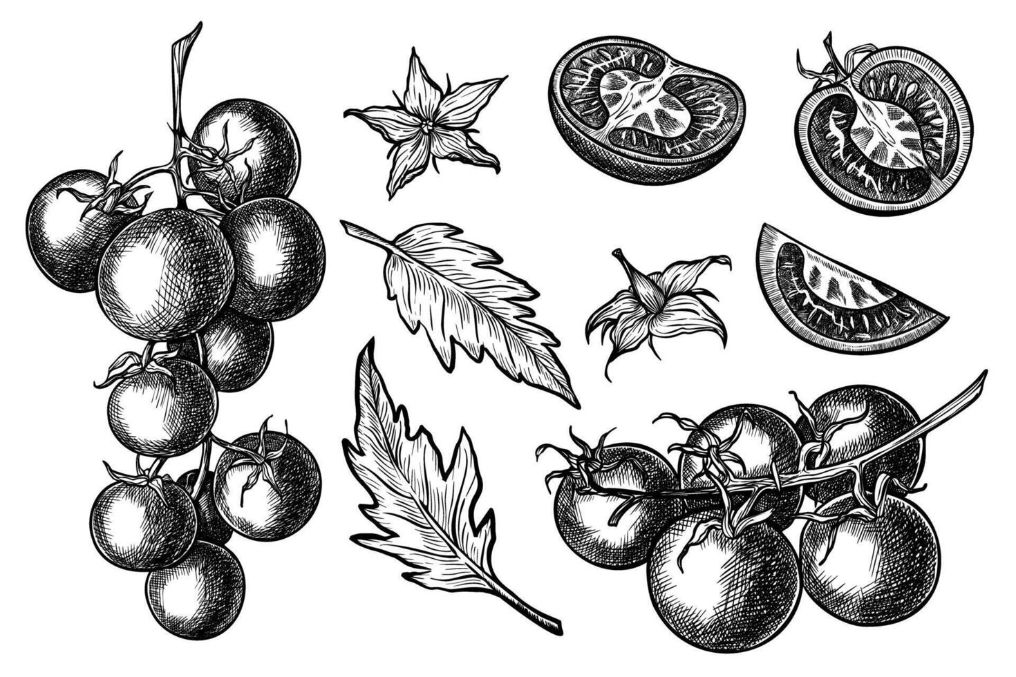 Tomato Vector drawing. Hand drawn illustrations set with Branch of vegetables, flowers and leaves in line art style. Hand drawn bundle of plants painted by black inks for food product label or icon