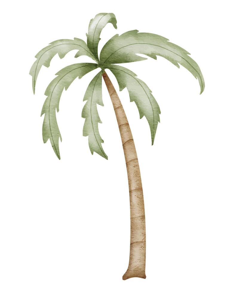 Palm Tree Watercolor illustration. Hand drawn clip art on isolated white background. Drawing of a Tropical summer plant with coconuts. Beach element sketch. For baby room decorations and stickers vector