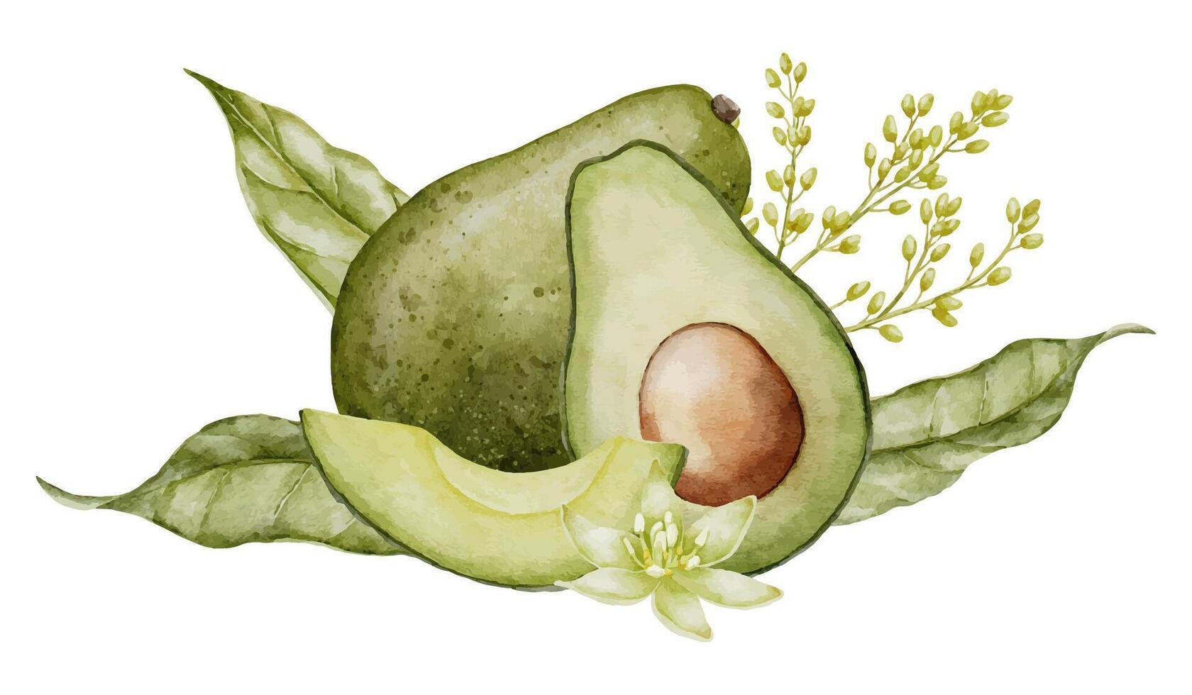 Avocado Watercolor illustration. Botanical drawing of Fruit with flower. Sketch painting of Vegetable composition. Hand drawn clip art on isolated background. Vegan Food for eco prints and packaging. vector