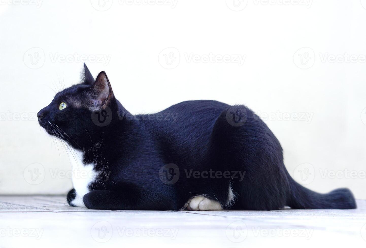 Focus of face of black furry playful cat staring at something. Pet and playful concept. photo
