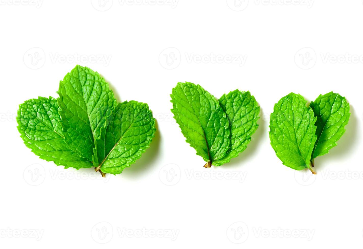 Mint leaf. Fresh mint on white background. Mint leaves isolated. herb and medicine photo