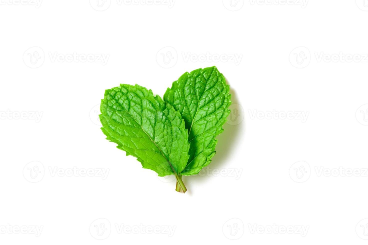 Mint leaf. Fresh mint on white background. Mint leaves isolated. herb and medicine photo