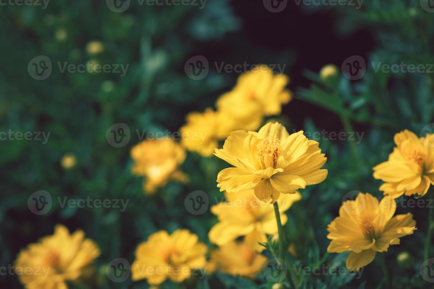 Yellow Cosmos flower or Mexican Aster flower in garden, photo