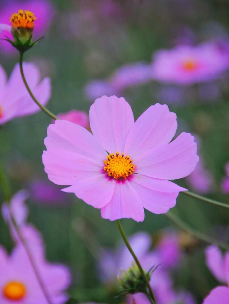 Beautiful blooming flower in garden photo