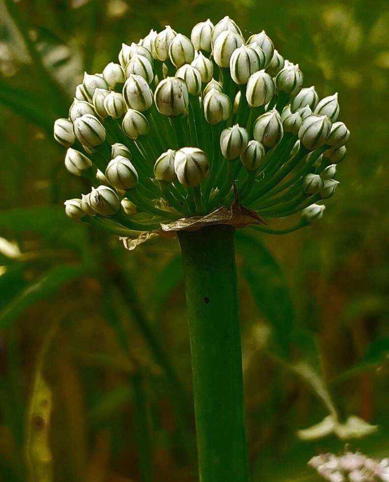 Beautiful blooming flower in garden photo