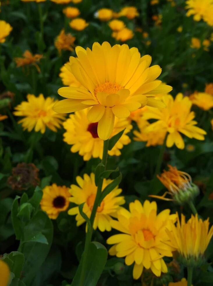 Beautiful blooming flower in garden photo