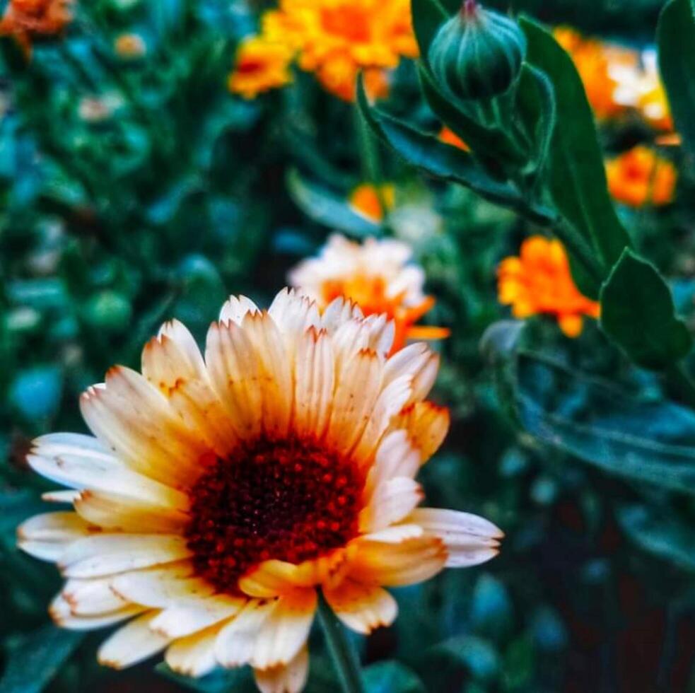 Beautiful blooming flower in garden photo