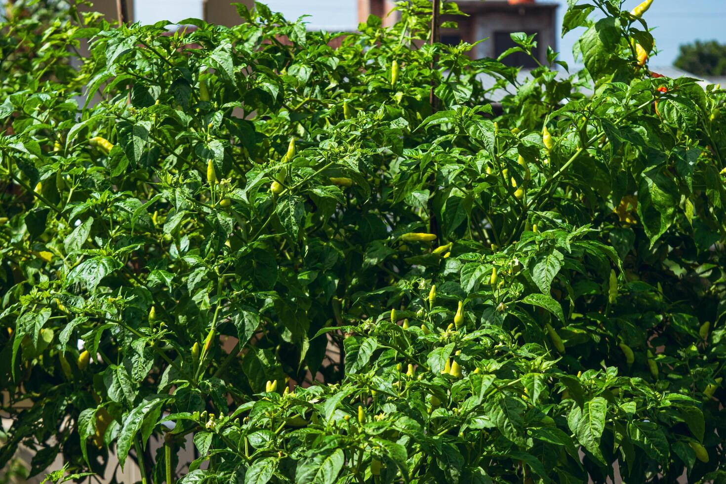 Chili plants that have started to bear fruit even though they are not yet fully ripe, are taken during the day photo