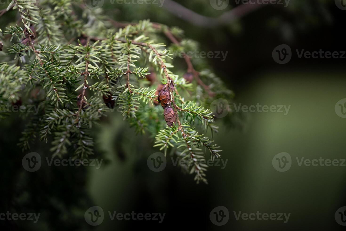 Tiny Pinecones on Branch of Pine Tree Surrounded by Needles photo