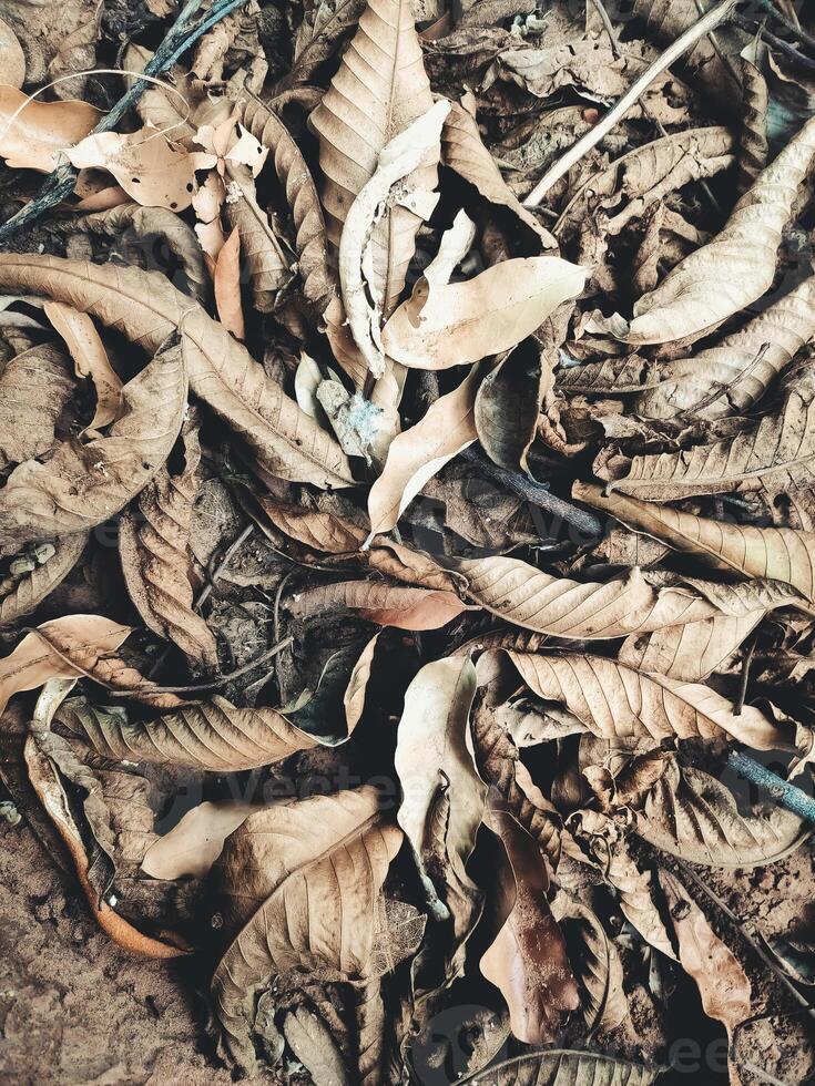 Dead and dry foliage. Full screen photo of still life, fallen and lifeless leaves