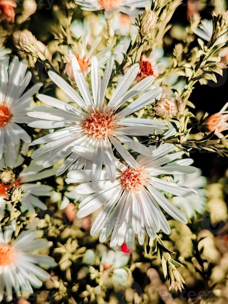 aster. pequeño, delicado flor con blanco pétalos macro foto de flora con luz de sol